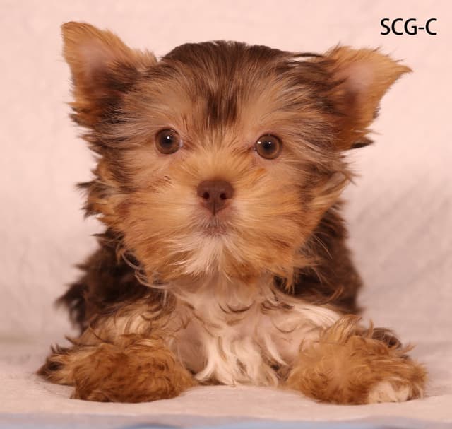 Yorkshire Terrier Puppies media 9