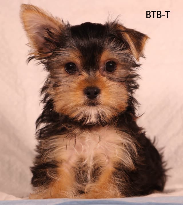 Yorkshire Terrier Puppies media 18