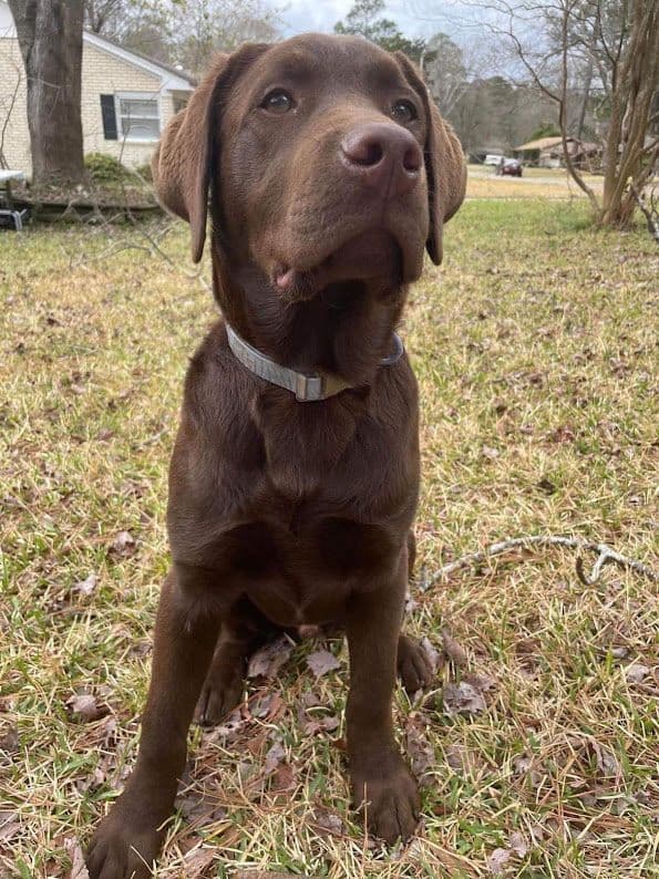 Chocolate Labrador Puppies breeder image 1