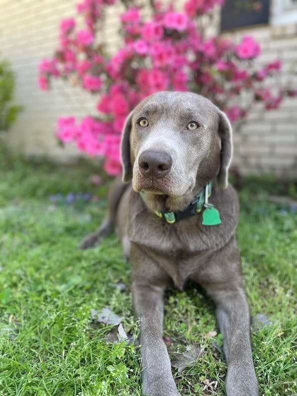 Chocolate Labrador Puppies breeder image 2