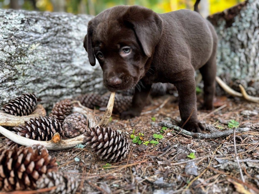 Chocolate Labrador Puppies breeder image 15