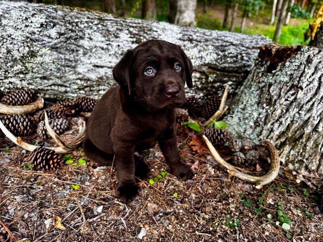 Chocolate Labrador Puppies breeder image 17