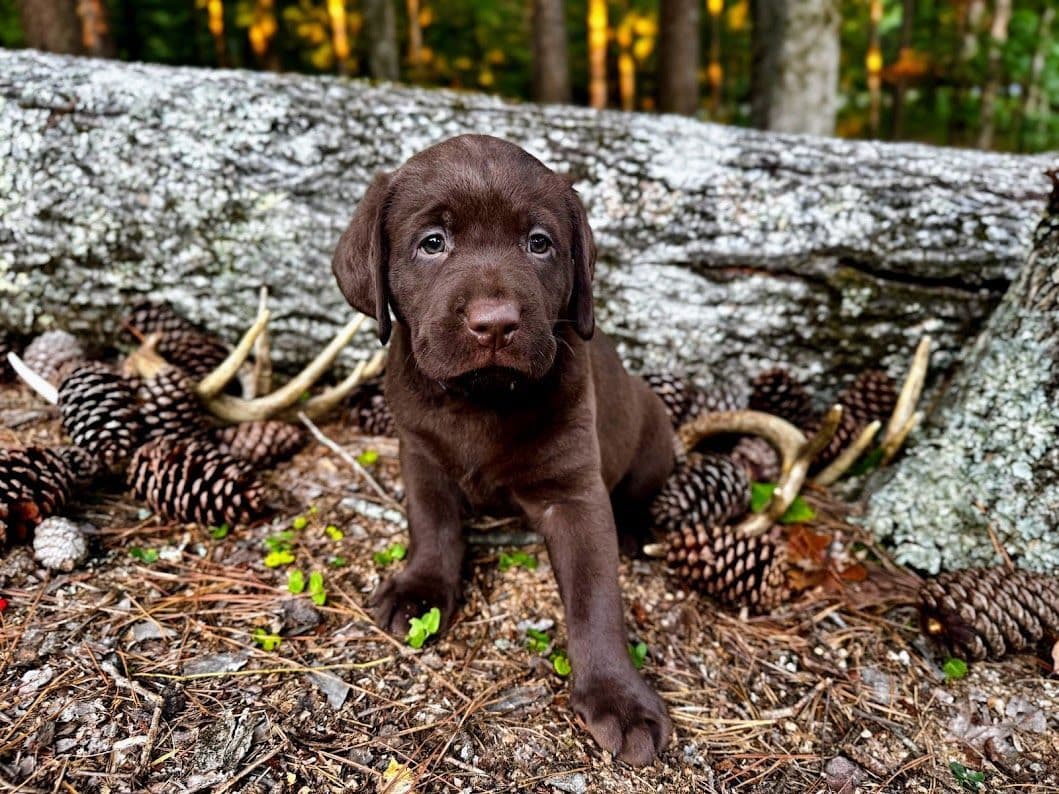 Chocolate Labrador Puppies breeder image 20