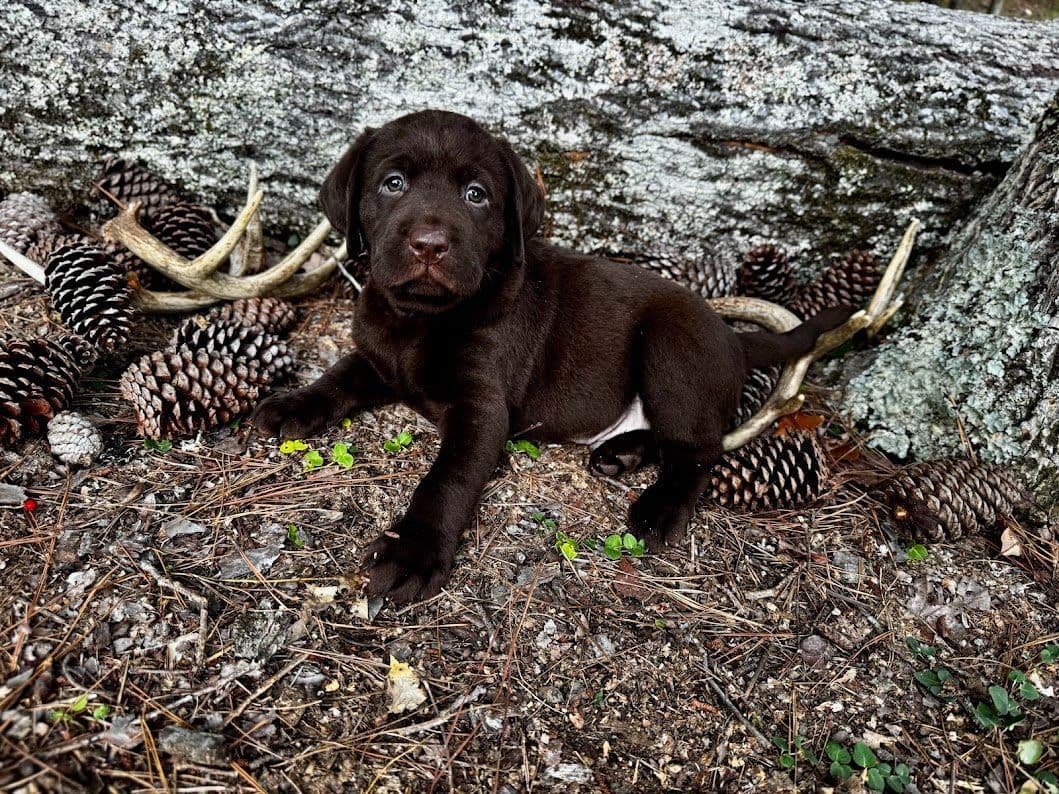 Chocolate Labrador Puppies breeder image 16