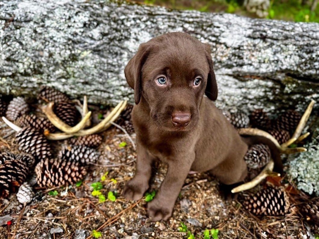 Chocolate Labrador Puppies breeder image 19
