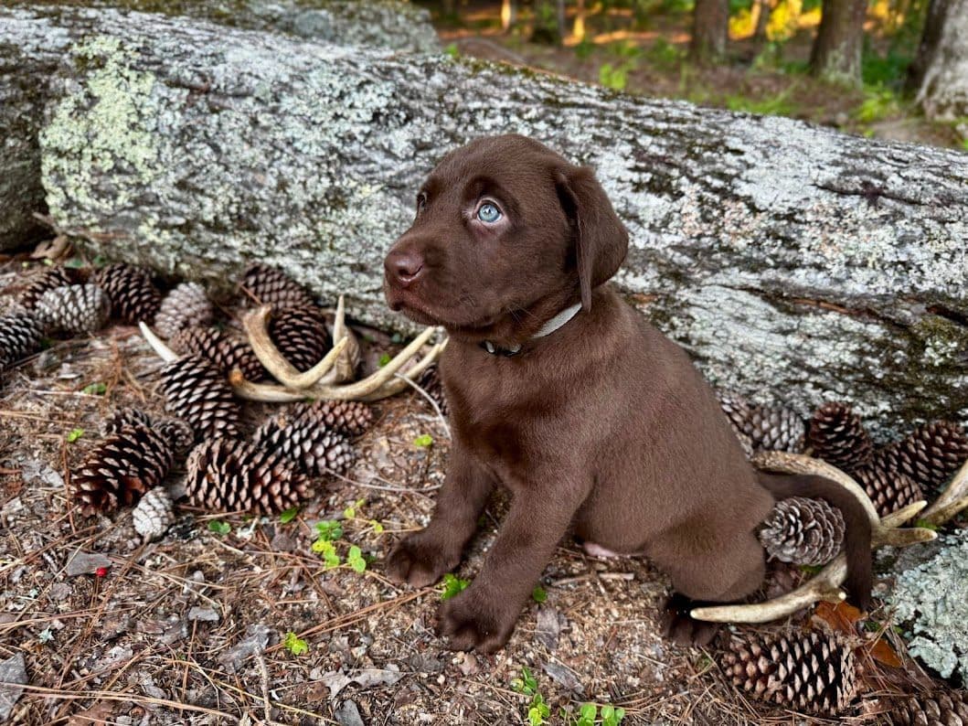 Chocolate Labrador Puppies breeder image 14