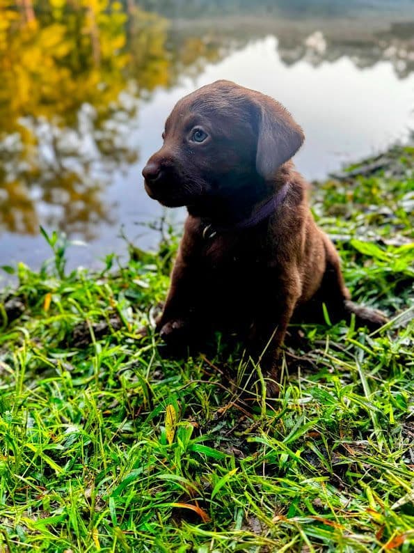 Chocolate Labrador Puppies breeder image 11