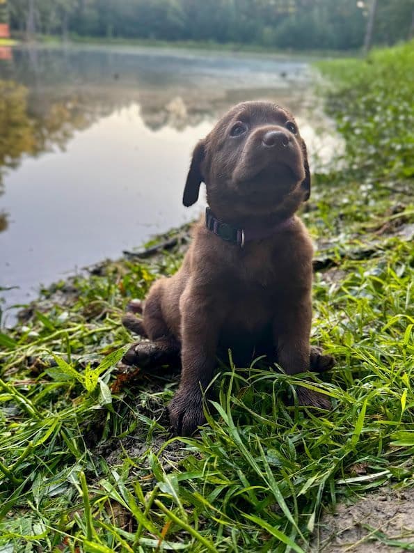 Chocolate Labrador Puppies breeder image 12