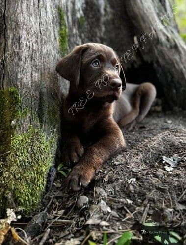 Chocolate Labrador Puppies breeder image 4