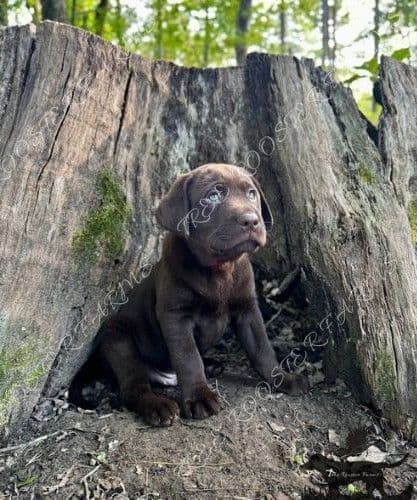 Chocolate Labrador Puppies breeder image 10