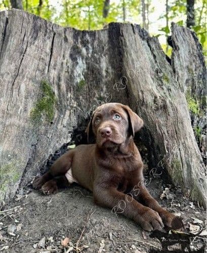 Chocolate Labrador Puppies breeder image 8