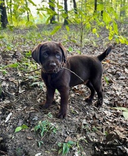 Chocolate Labrador Puppies breeder image 7