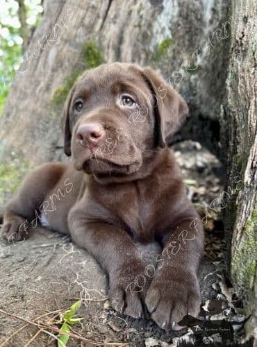 Chocolate Labrador Puppies breeder image 3