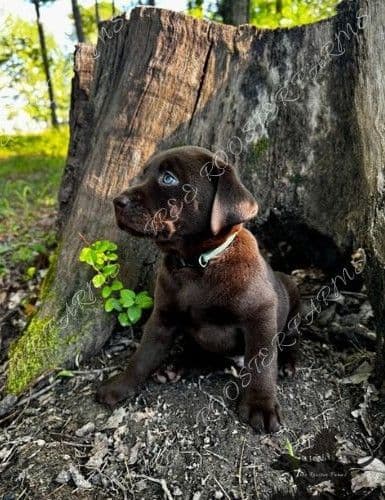 Chocolate Labrador Puppies breeder image 6