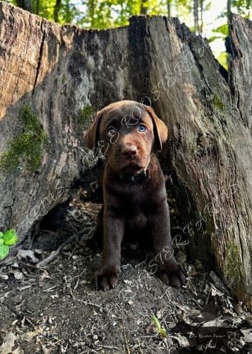 Chocolate Labrador Puppies breeder image 5