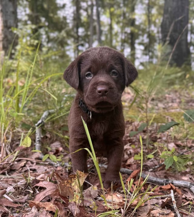 Chocolate Labrador Puppies media 11