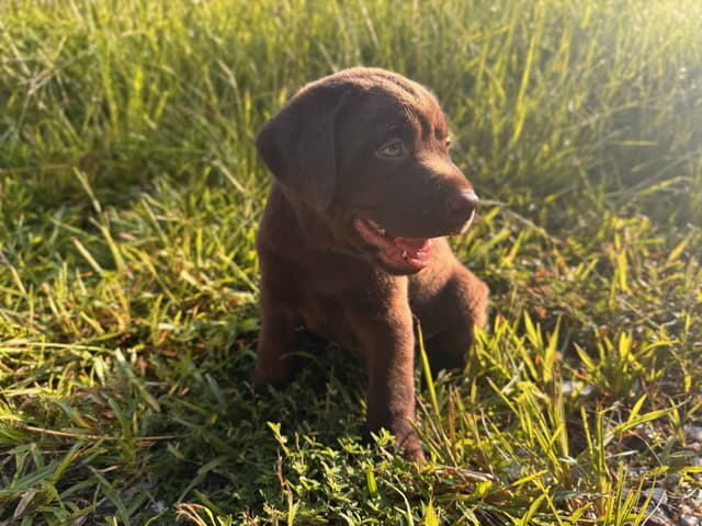 Chocolate Labrador Puppies media 3