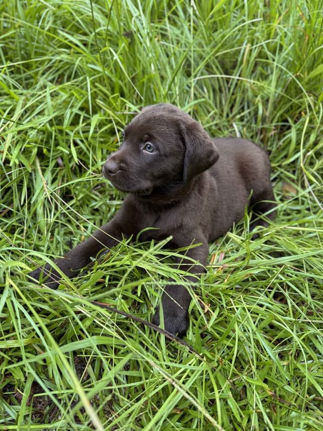 Chocolate Labrador Puppies media 8