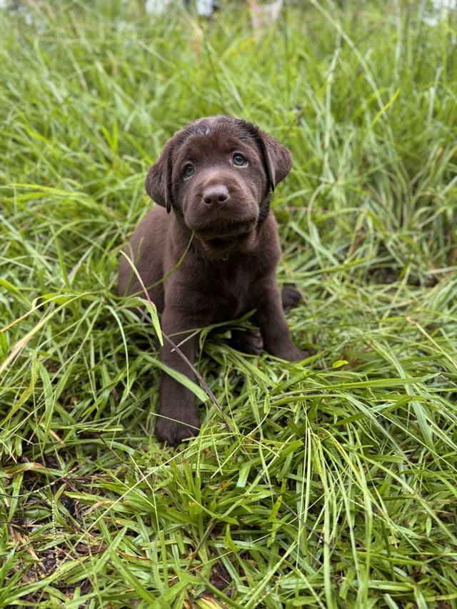 Chocolate Labrador Puppies media 6