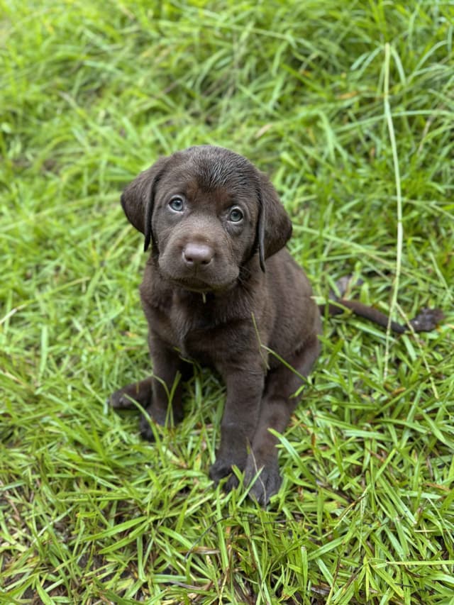 Chocolate Labrador Puppies media 5