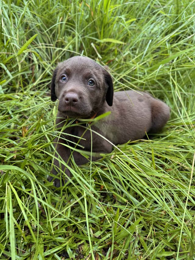 Chocolate Labrador Puppies media 2