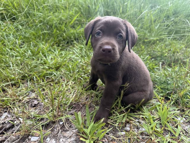 Chocolate Labrador Puppies media 7
