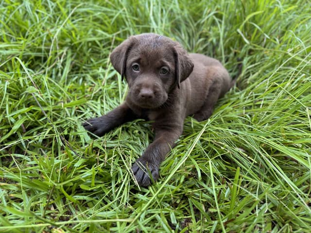 Chocolate Labrador Puppies media 4
