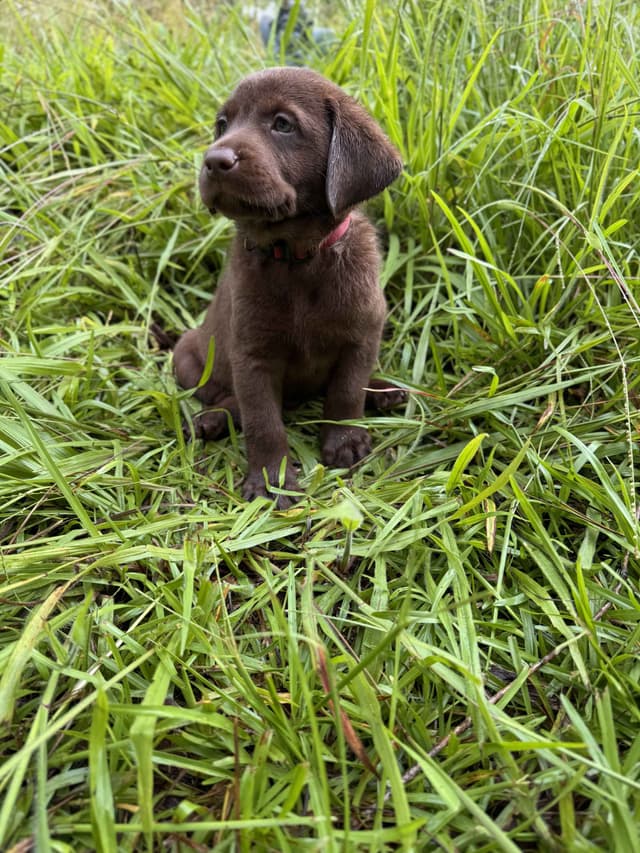 Chocolate Labrador Puppies media 10