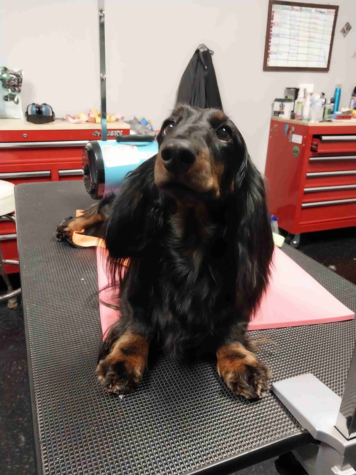 Dachshund Puppies breeder image 1