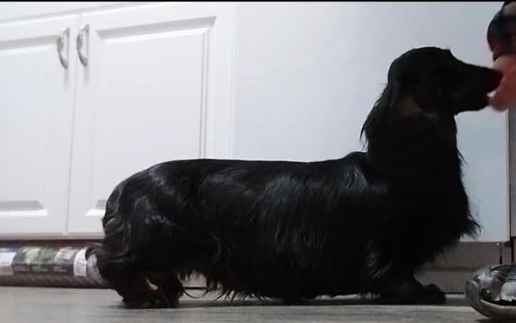 Dachshund Puppies breeder image 2