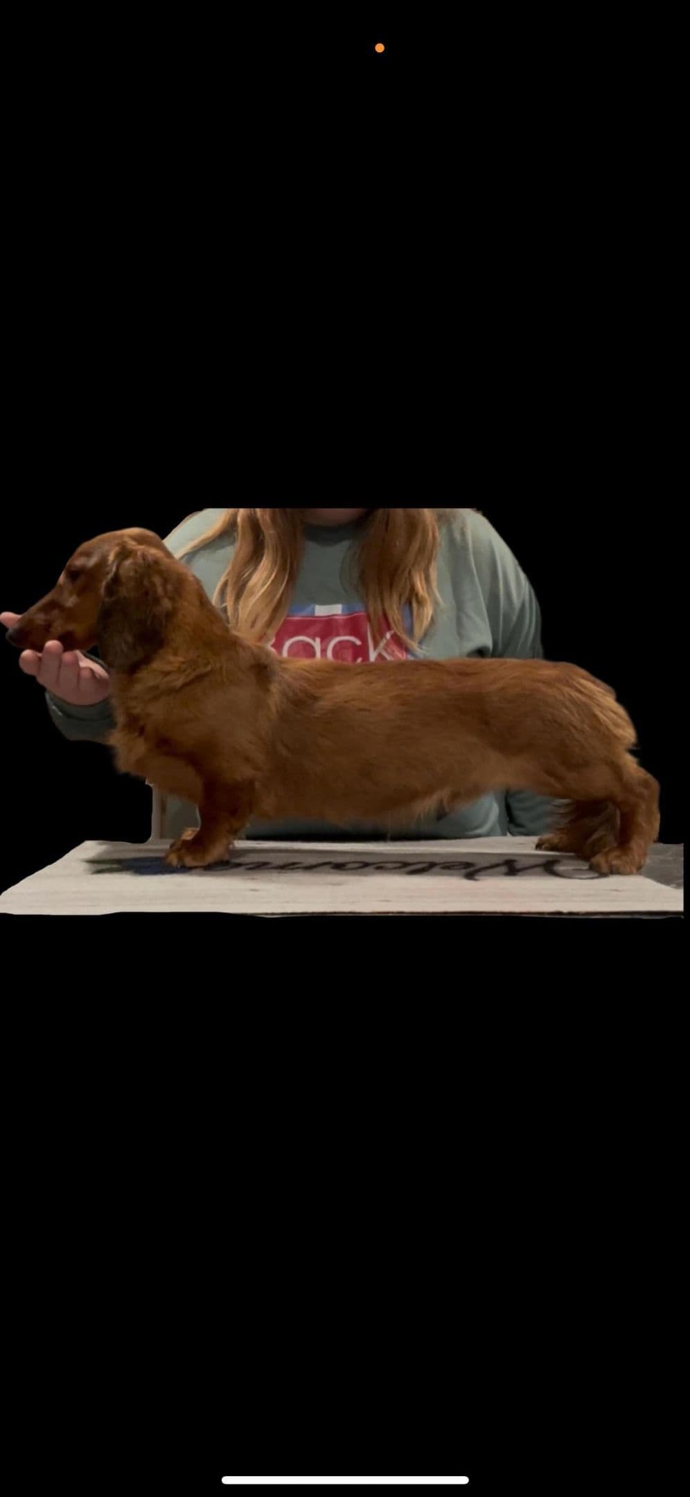 Dachshund Puppies breeder image 3