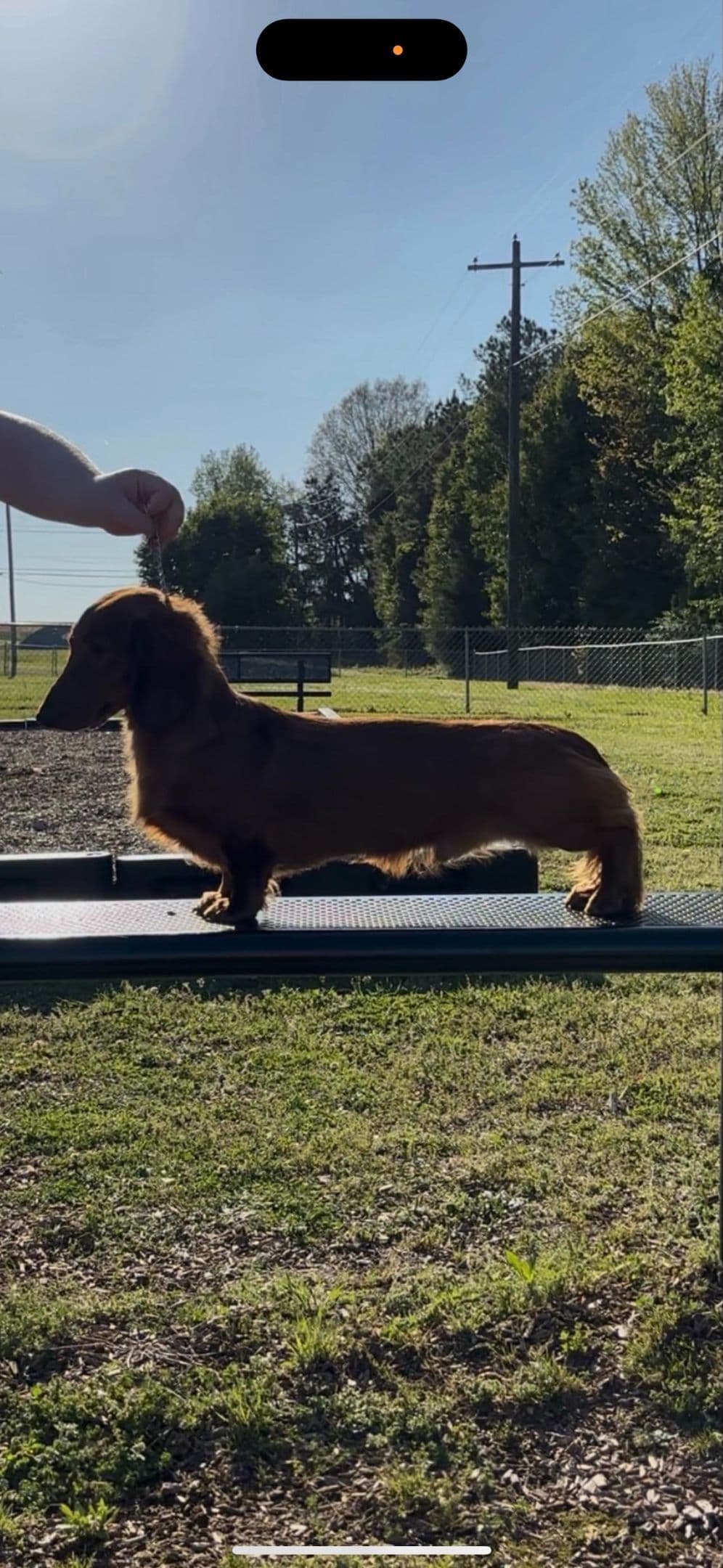 Dachshund Puppies breeder image 4