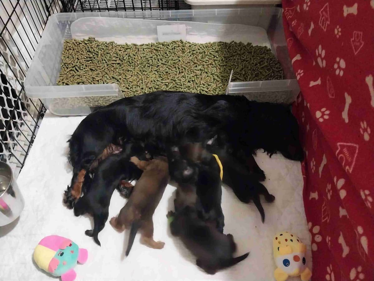 Dachshund Puppies breeder image 5