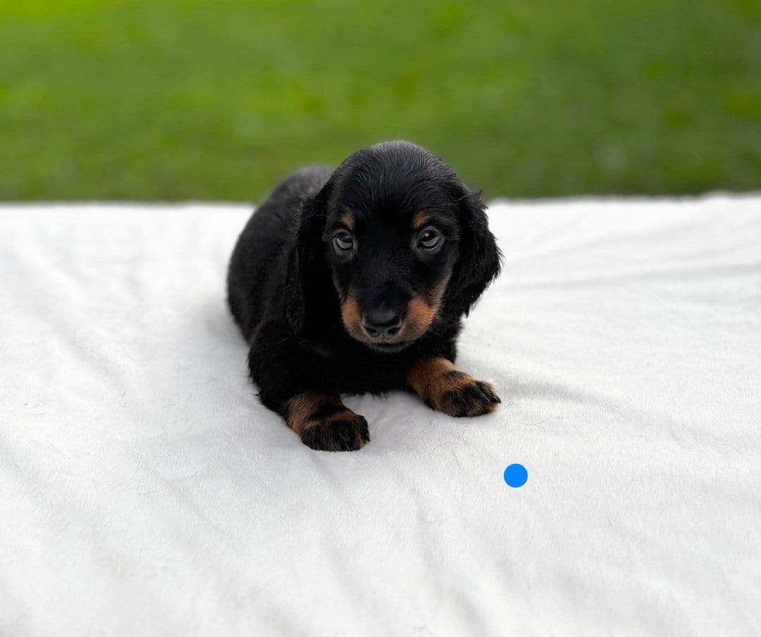 Dachshund Puppies breeder image 6