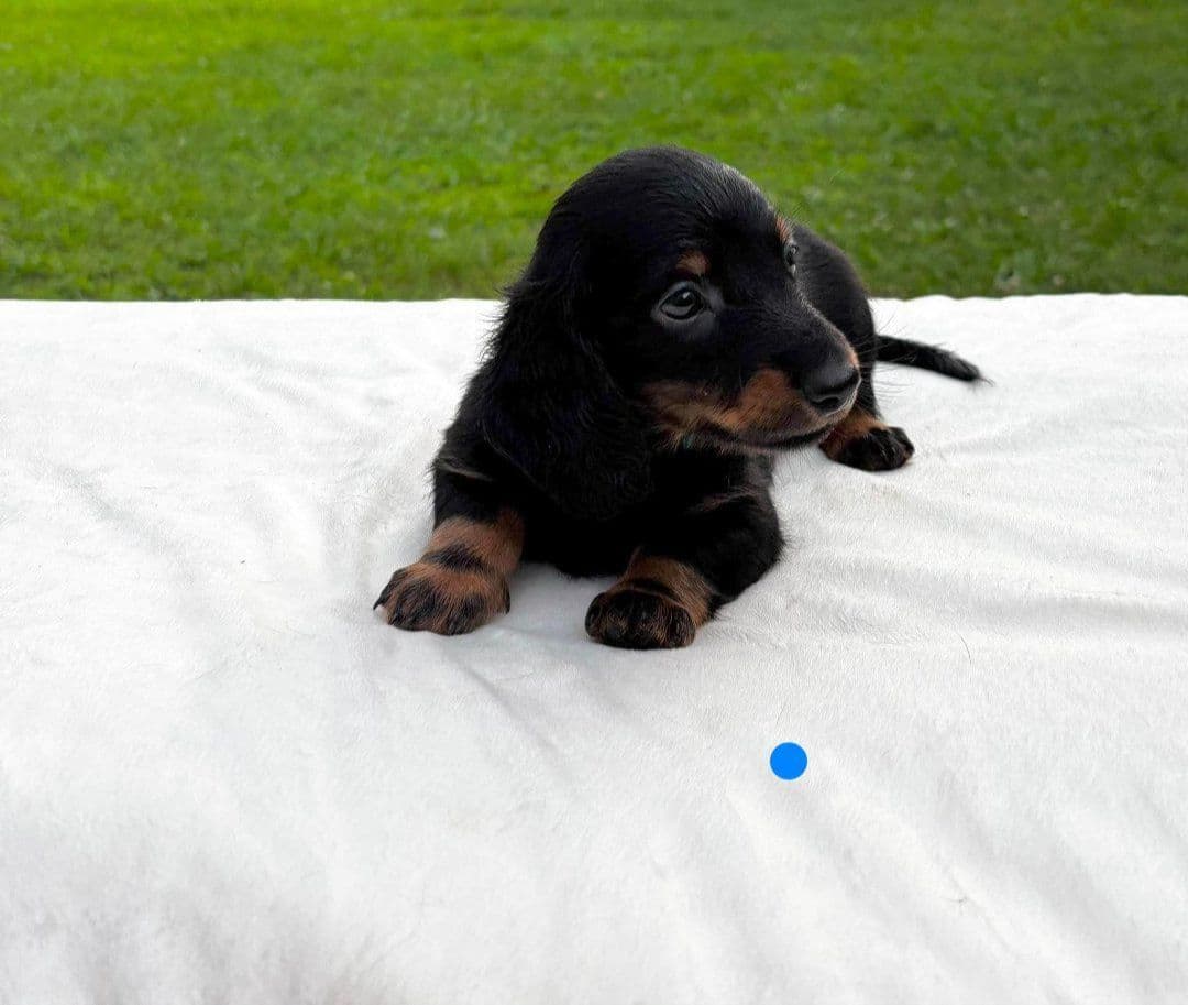 Dachshund Puppies breeder image 7