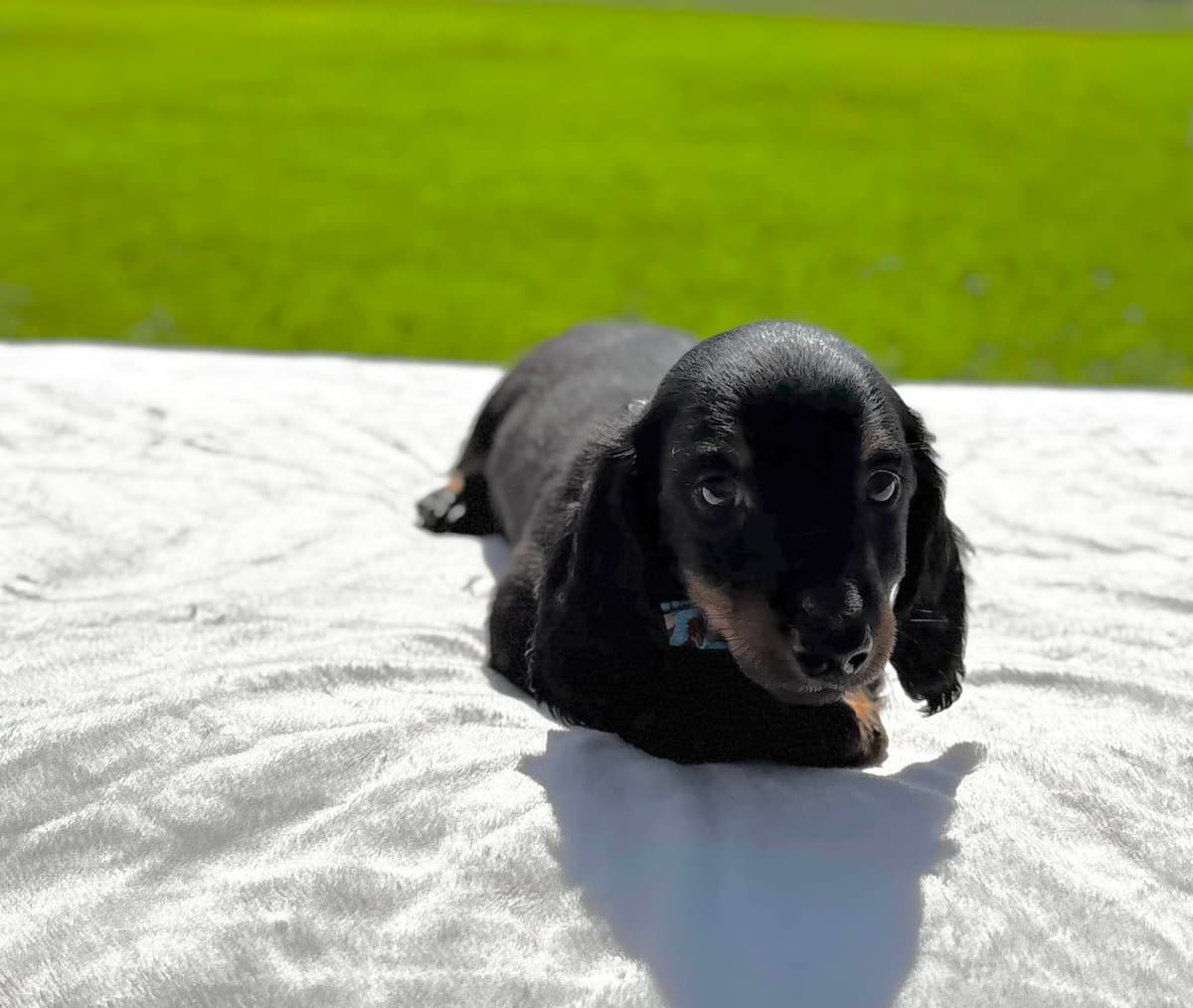 Dachshund Puppies breeder image 9