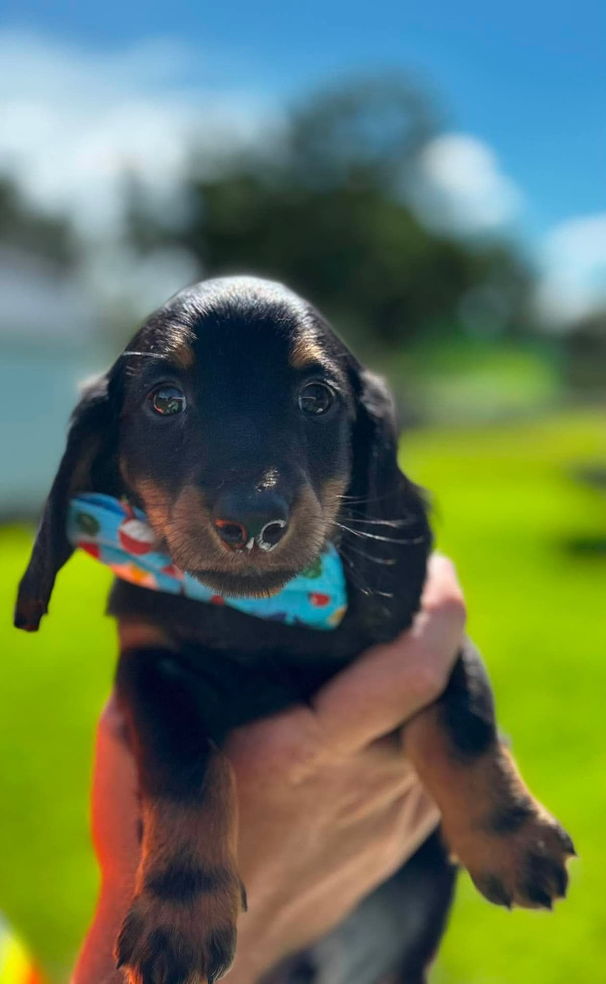 Dachshund Puppies breeder image 8