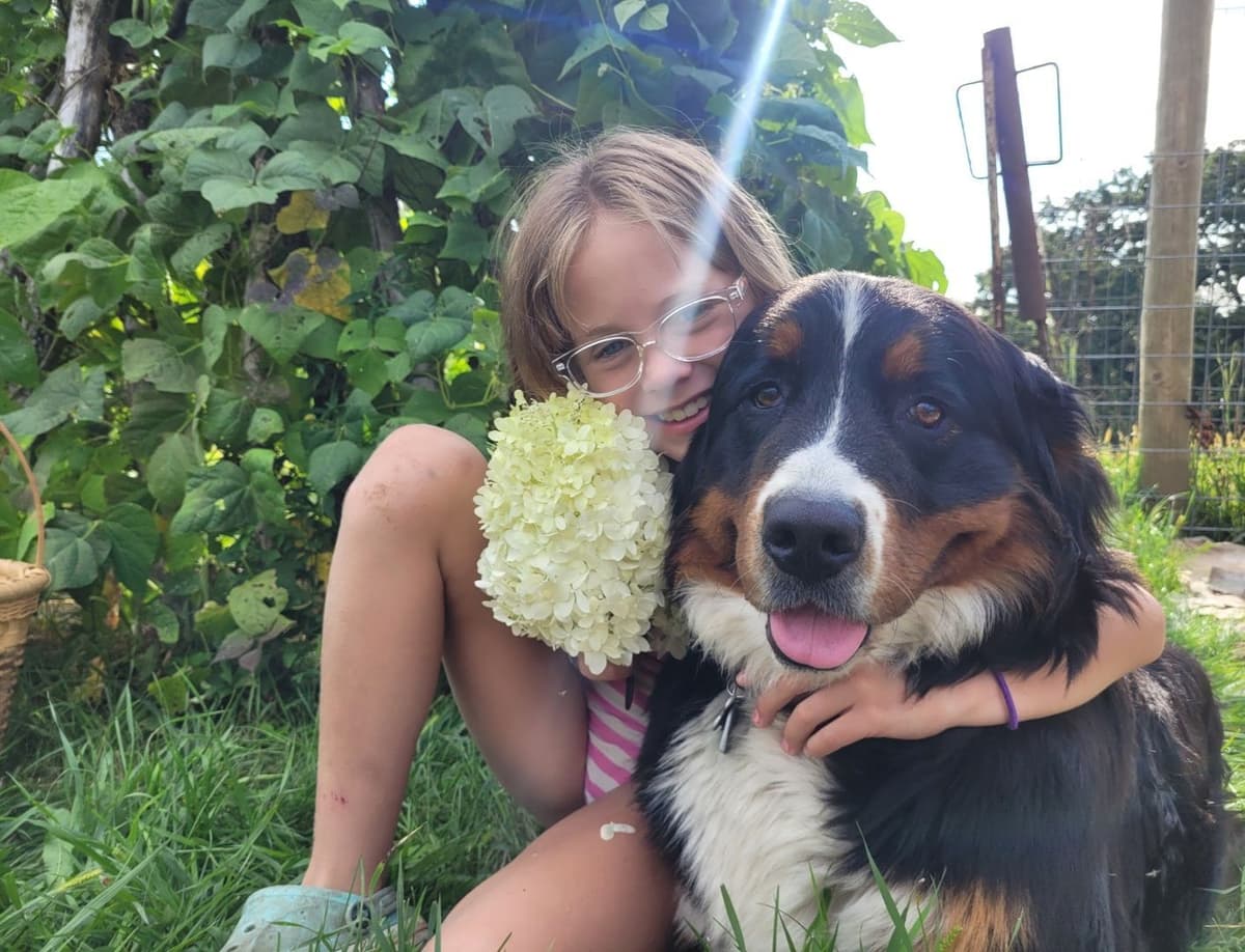 Bernese Mountain Dog Puppies breeder image 3