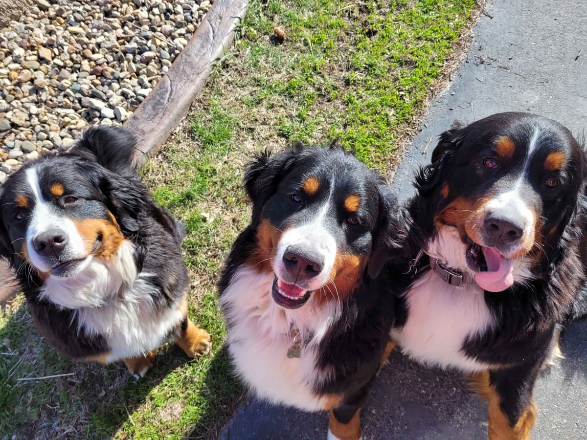 Bernese Mountain Dog Puppies breeder image 5