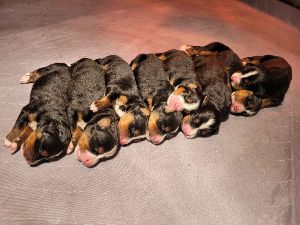 Bernese Mountain Dog Puppies breeder image 6