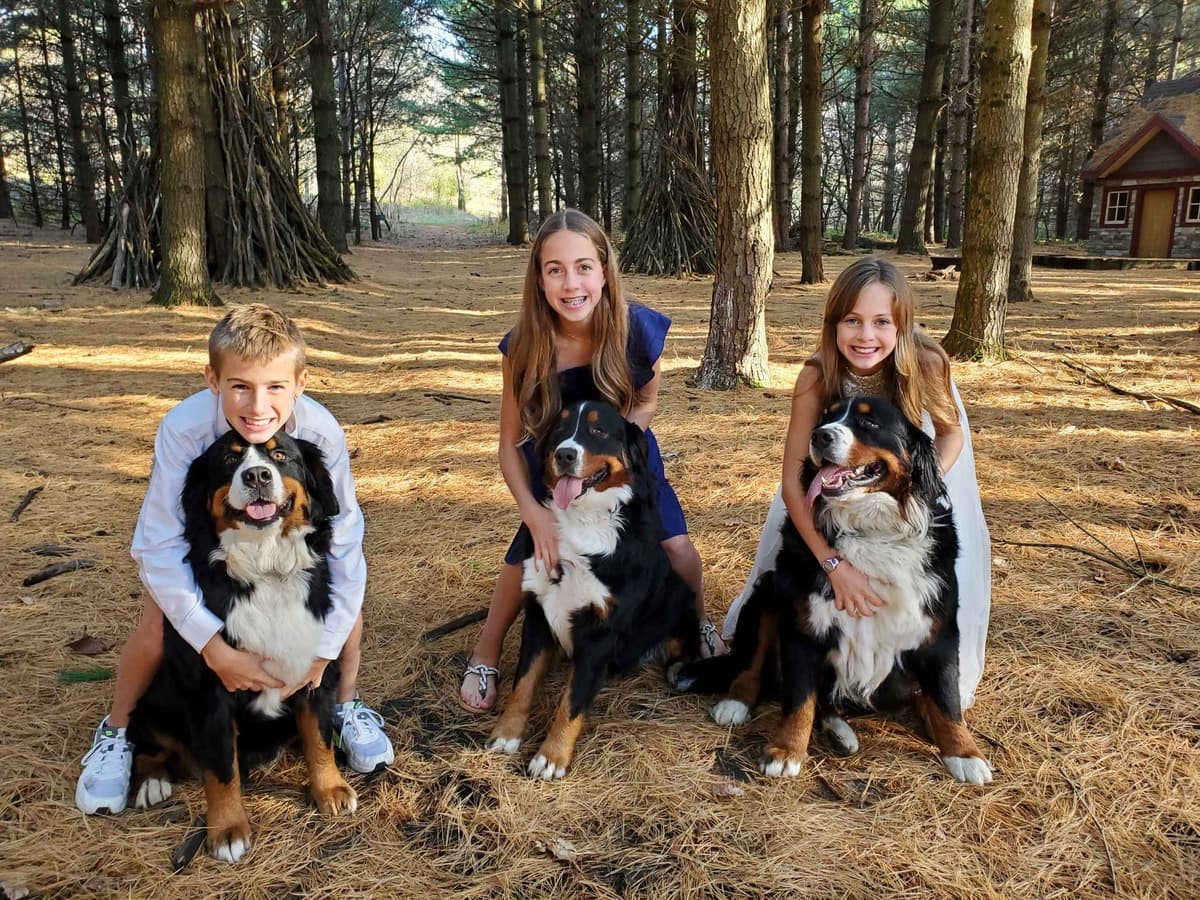 Bernese Mountain Dog Puppies breeder image 8