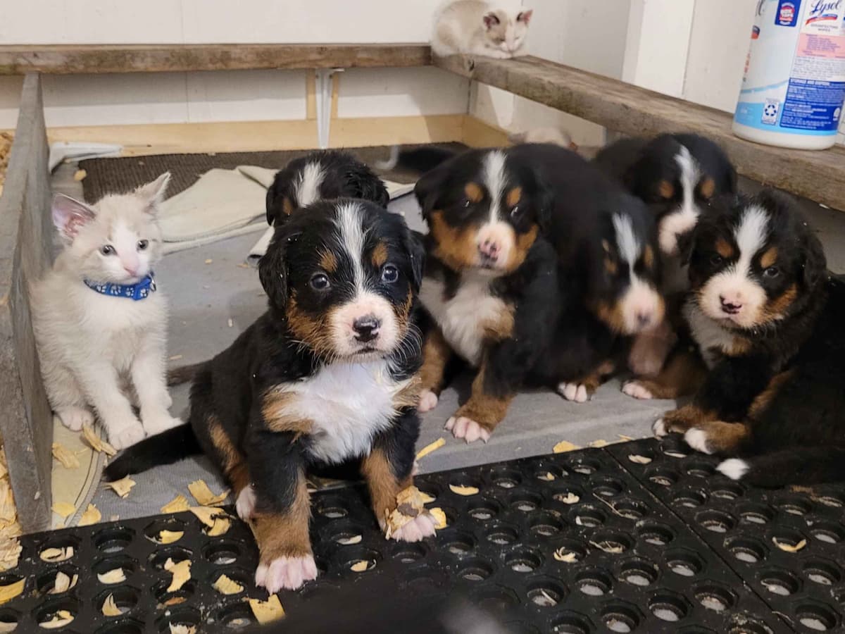 Bernese Mountain Dog Puppies breeder image 9