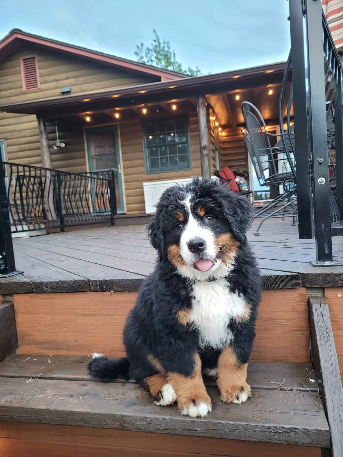 Bernese Mountain Dog Puppies breeder image 10