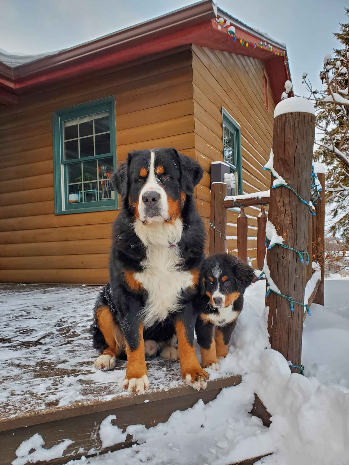 Bernese Mountain Dog Puppies breeder image 11