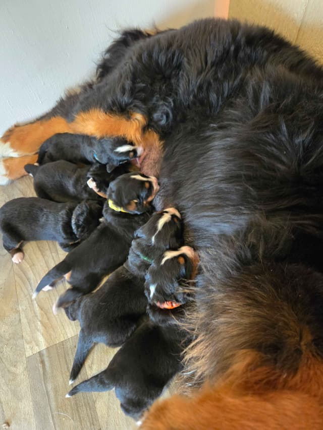 Bernese Mountain Dog Puppies media 2