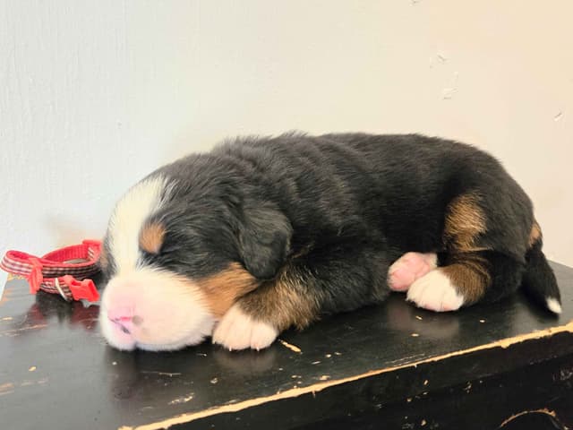 Bernese Mountain Dog Puppies media 4
