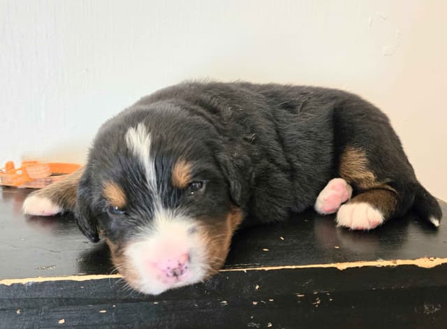 Bernese Mountain Dog Puppies media 5