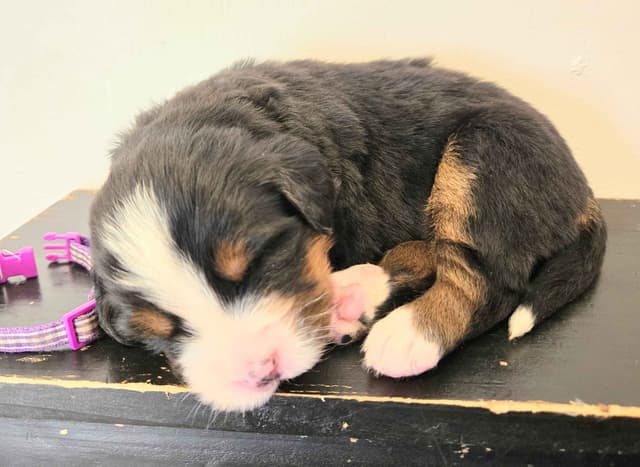 Bernese Mountain Dog Puppies media 8