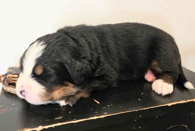 Bernese Mountain Dog Puppies media 7