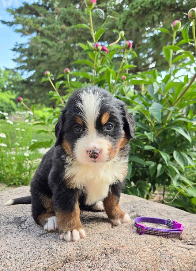 Bernese Mountain Dog Puppies media 11